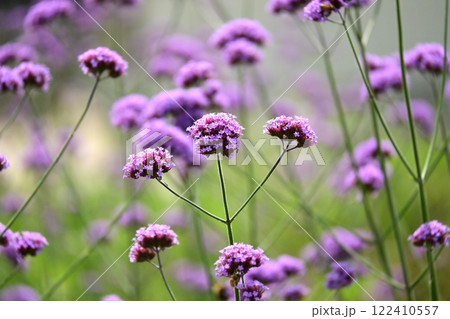 三尺バーベナ(ヤナギハナガサ/Verbena bonariensis) 三尺バーベナ(ヤナギハナガサ/Verbena bonariensis) 122410557
