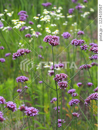 三尺バーベナ（ヤナギハナガサ／Verbena bonariensis） 122410567