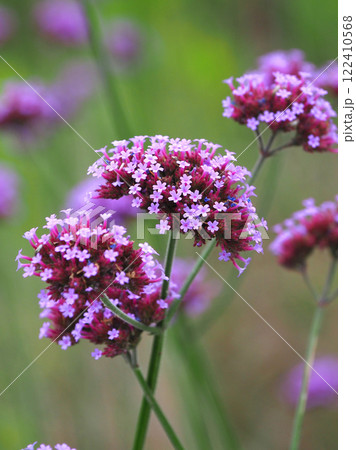 三尺バーベナ(ヤナギハナガサ/Verbena bonariensis) 三尺バーベナ(ヤナギハナガサ/Verbena bonariensis) 122410568