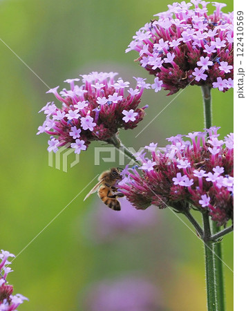 三尺バーベナ(ヤナギハナガサ/Verbena bonariensis) 三尺バーベナ(ヤナギハナガサ/Verbena bonariensis) 122410569