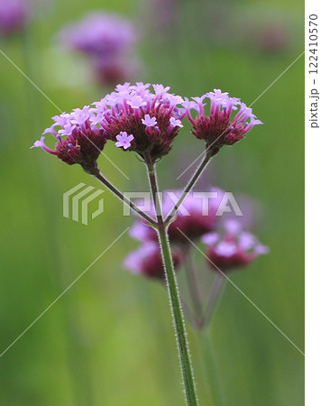三尺バーベナ(ヤナギハナガサ/Verbena bonariensis) 三尺バーベナ(ヤナギハナガサ/Verbena bonariensis) 122410570