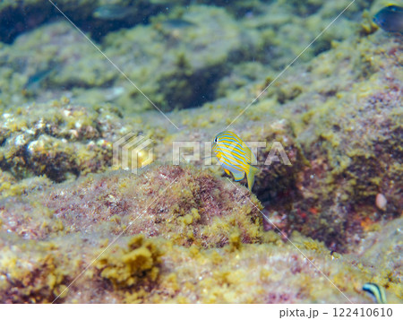 半透明で透けている美しいニジハギの幼魚とコガシラベラ、ソラスズメダイ他 賀茂郡南伊豆町中木ヒリゾ浜 122410610