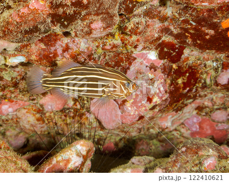 水中洞窟にいる毒を持つ美しいヌノサラシ（ハタ科）の幼魚。静岡県伊豆半島賀茂郡南伊豆町中木ヒリゾ浜 122410621
