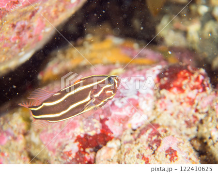 水中洞窟にいる毒を持つ美しいヌノサラシ(ハタ科)の幼魚。静岡県伊豆半島賀茂郡南伊豆町中木ヒリゾ浜 水中洞窟にいる毒を持つ美しいヌノサラシ(ハタ科)の幼魚。静岡県伊豆半島賀茂郡南伊豆町中木ヒリゾ浜 122410625