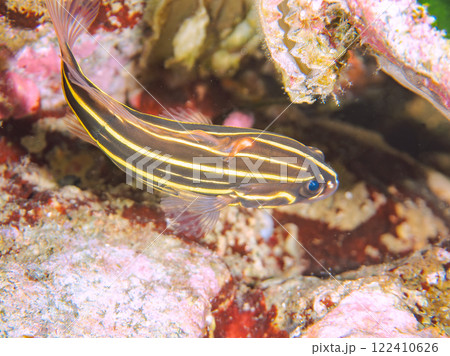 水中洞窟にいる毒を持つ美しいヌノサラシ（ハタ科）の幼魚。静岡県伊豆半島賀茂郡南伊豆町中木ヒリゾ浜 122410626