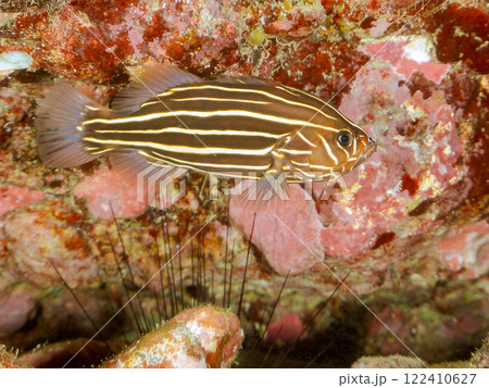 水中洞窟にいる毒を持つ美しいヌノサラシ（ハタ科）の幼魚。静岡県伊豆半島賀茂郡南伊豆町中木ヒリゾ浜 122410627
