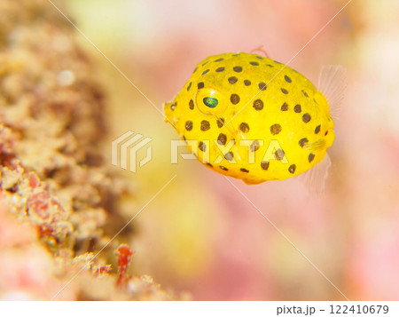 水中洞窟にいる可愛いハコフグ(ハコフグ科)の幼魚。 静岡県伊豆半島賀茂郡南伊豆町中木ヒリゾ浜2024 水中洞窟にいる可愛いハコフグ(ハコフグ科)の幼魚。 静岡県伊豆半島賀茂郡南伊豆町中木ヒリゾ浜2024 122410679