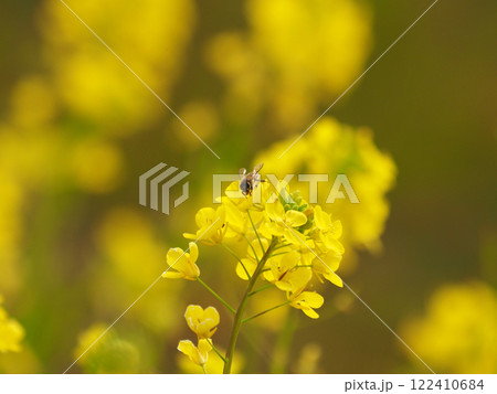 春のイメージ(菜の花とミツバチ)　spring image 122410684