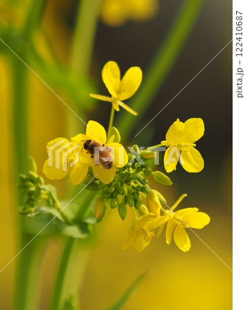 春のイメージ(菜の花とミツバチ)　spring image 122410687