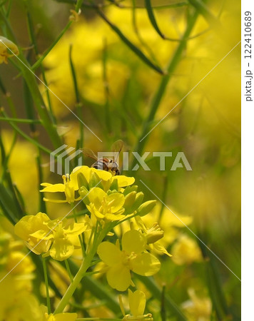 春のイメージ(菜の花とミツバチ)　spring image 122410689
