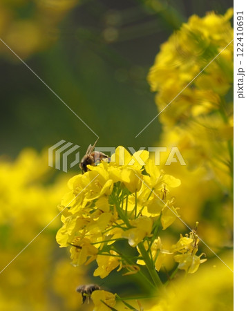 春のイメージ(菜の花とミツバチ)　spring image 122410691