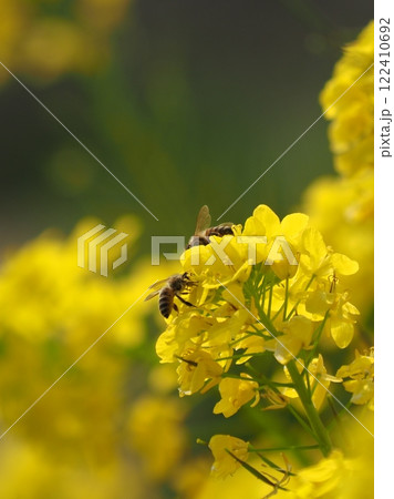 春のイメージ(菜の花とミツバチ) spring image 春のイメージ(菜の花とミツバチ) spring image 122410692