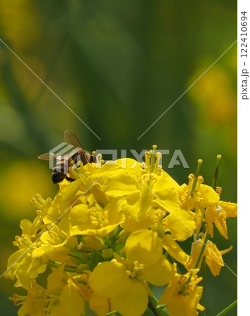 春のイメージ(菜の花とミツバチ) spring image 春のイメージ(菜の花とミツバチ) spring image 122410694