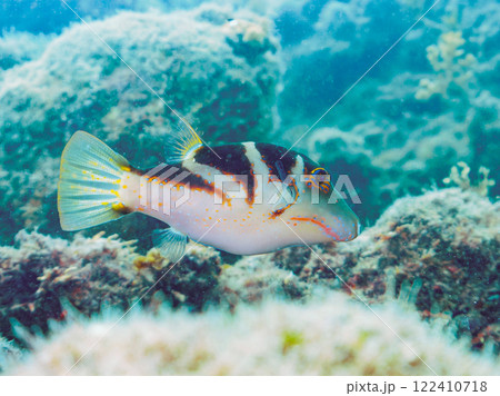 美しいハナキンチャクフグ（フグ科）他。 静岡県伊豆半島賀茂郡南伊豆町中木ヒリゾ浜2024年 122410718