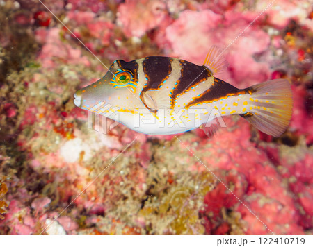 美しいハナキンチャクフグ（フグ科）他。 静岡県伊豆半島賀茂郡南伊豆町中木ヒリゾ浜2024年 122410719
