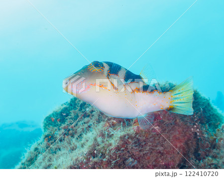 美しいハナキンチャクフグ（フグ科）他。 静岡県伊豆半島賀茂郡南伊豆町中木ヒリゾ浜2024年 122410720