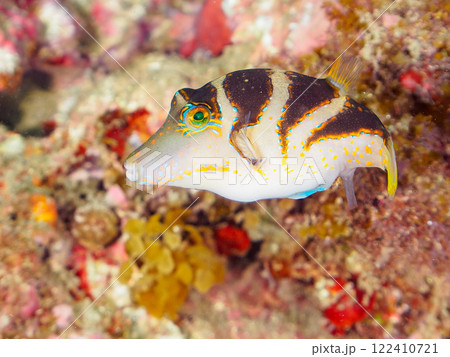 美しいハナキンチャクフグ(フグ科)他。 静岡県伊豆半島賀茂郡南伊豆町中木ヒリゾ浜2024年 美しいハナキンチャクフグ(フグ科)他。 静岡県伊豆半島賀茂郡南伊豆町中木ヒリゾ浜2024年 122410721