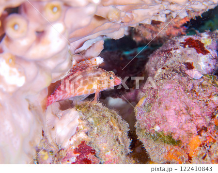 白化現象の美しいテーブルサンゴと可愛いヒメゴンベの幼魚他。静岡県伊豆半島賀茂郡南伊豆町中木ヒリゾ浜 122410843