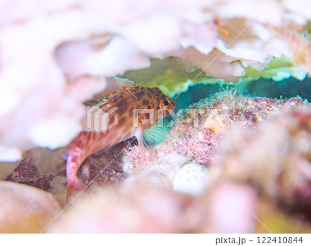 白化現象の美しいテーブルサンゴと可愛いヒメゴンベの幼魚他。静岡県伊豆半島賀茂郡南伊豆町中木ヒリゾ浜 122410844