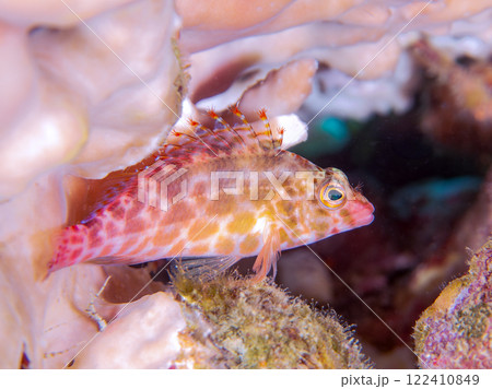 白化現象の美しいテーブルサンゴと可愛いヒメゴンベの幼魚他。静岡県伊豆半島賀茂郡南伊豆町中木ヒリゾ浜 122410849