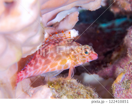 白化現象の美しいテーブルサンゴと可愛いヒメゴンベの幼魚他。静岡県伊豆半島賀茂郡南伊豆町中木ヒリゾ浜 122410851
