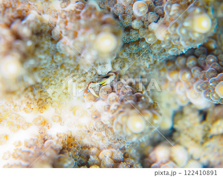 白化現象のテーブルサンゴに住む可愛いヒメサンゴガニ他。静岡県伊豆半島賀茂郡南伊豆町中木ヒリゾ浜 白化現象のテーブルサンゴに住む可愛いヒメサンゴガニ他。静岡県伊豆半島賀茂郡南伊豆町中木ヒリゾ浜 122410891