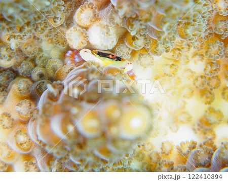 白化現象のテーブルサンゴに住む可愛いヒメサンゴガニ他。静岡県伊豆半島賀茂郡南伊豆町中木ヒリゾ浜 122410894