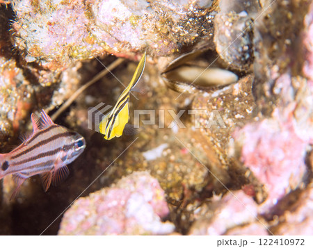 可愛いヒレナガハギ(ニザダイ科)の幼魚他。 静岡県伊豆半島賀茂郡南伊豆町中木ヒリゾ浜2024年 可愛いヒレナガハギ(ニザダイ科)の幼魚他。 静岡県伊豆半島賀茂郡南伊豆町中木ヒリゾ浜2024年 122410972