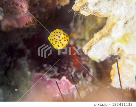 可愛いミナミハコフグ(ハコフグ科)の幼魚。 静岡県伊豆半島賀茂郡南伊豆町中木ヒリゾ浜2024年 可愛いミナミハコフグ(ハコフグ科)の幼魚。 静岡県伊豆半島賀茂郡南伊豆町中木ヒリゾ浜2024年 122411132