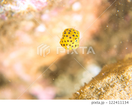 可愛いミナミハコフグ（ハコフグ科）の幼魚。 静岡県伊豆半島賀茂郡南伊豆町中木ヒリゾ浜2024年 122411134