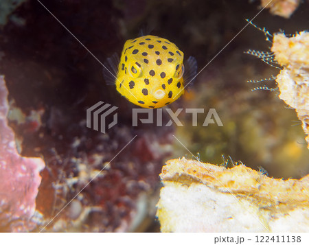 可愛いミナミハコフグ（ハコフグ科）の幼魚。 静岡県伊豆半島賀茂郡南伊豆町中木ヒリゾ浜2024年 122411138