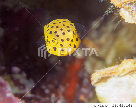 可愛いミナミハコフグ(ハコフグ科)の幼魚。 静岡県伊豆半島賀茂郡南伊豆町中木ヒリゾ浜2024年 可愛いミナミハコフグ(ハコフグ科)の幼魚。 静岡県伊豆半島賀茂郡南伊豆町中木ヒリゾ浜2024年 122411142