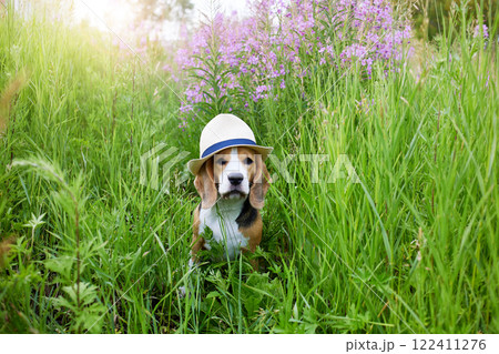 A cute beagle dog in a straw hat in the tall grass, a blooming field of fireweed 122411276