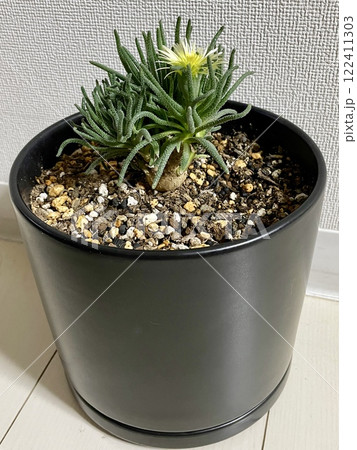 フィロボルス･レスルゲンス ハマミズナ科 メセン 冬型コーデックス 塊根植物 珍奇植物 多肉植物 122411303