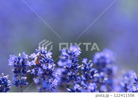 ラベンダーの青い花 122411506