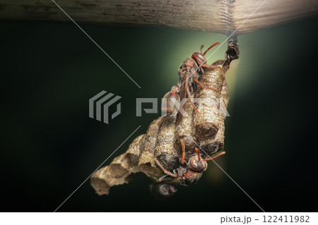 Paper Wasps 122411982