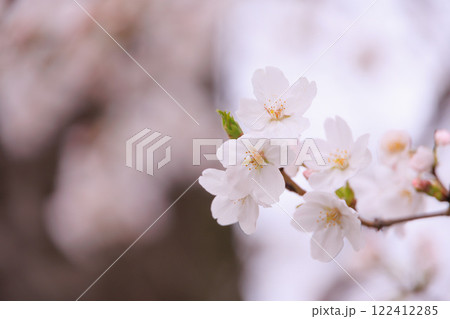 飛鳥山公園の桜 122412285