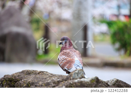 飛鳥山公園の鳩 飛鳥山公園の鳩 122412288