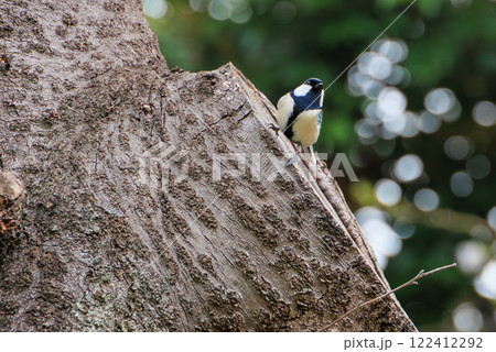 木に止まるシジュウカラのオス 122412292