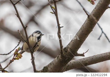 木に止まるシジュウカラのメス 122412294