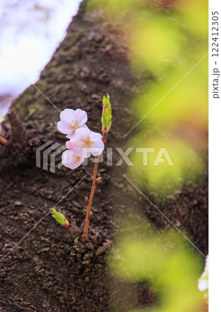飛鳥山公園の胴吹き桜 飛鳥山公園の胴吹き桜 122412305