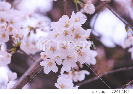 飛鳥山公園の桜 122412306