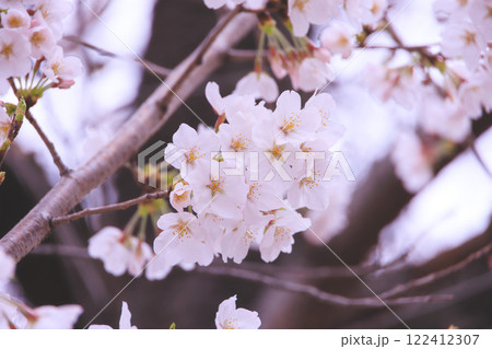 飛鳥山公園の桜 飛鳥山公園の桜 122412307