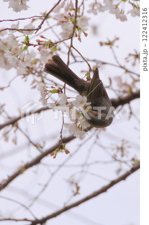 桜の蜜を吸うヒヨドリ 桜の蜜を吸うヒヨドリ 122412316