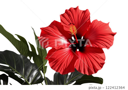 red tropical flower, lush green on transparency background PNG  122412364