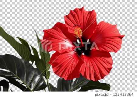 red tropical flower, lush green on transparency background PNG  122412364