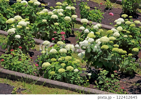 アジサイ 122412645