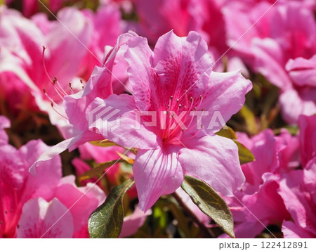 美しいツツジ　(ヒラドツツジ：azalea) 122412891