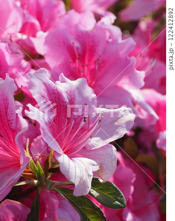美しいツツジ　(ヒラドツツジ：azalea) 122412892