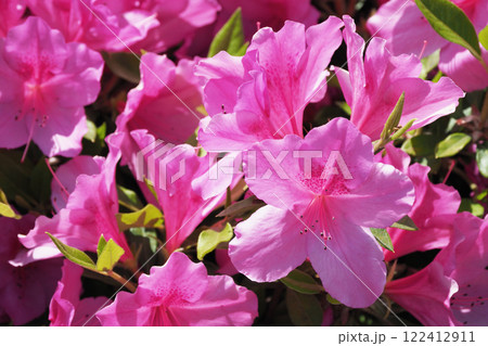美しいツツジ　(ヒラドツツジ：azalea) 122412911